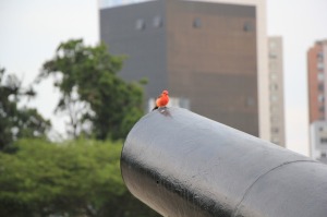 Birdie on a cannon